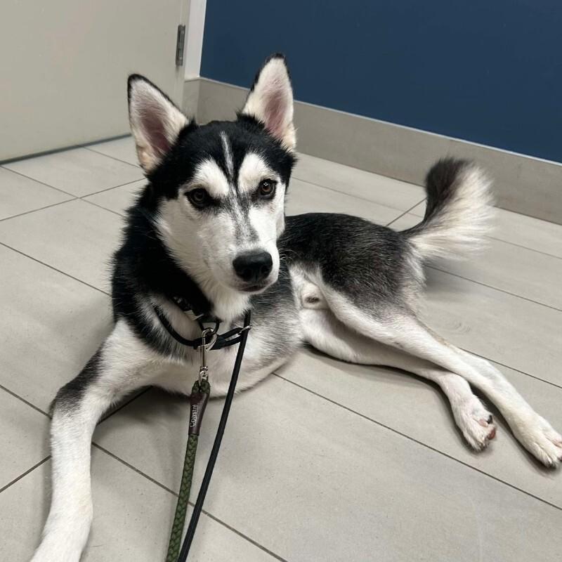 Merlin, a Adoptable Husky in Athens, ON image 5/6