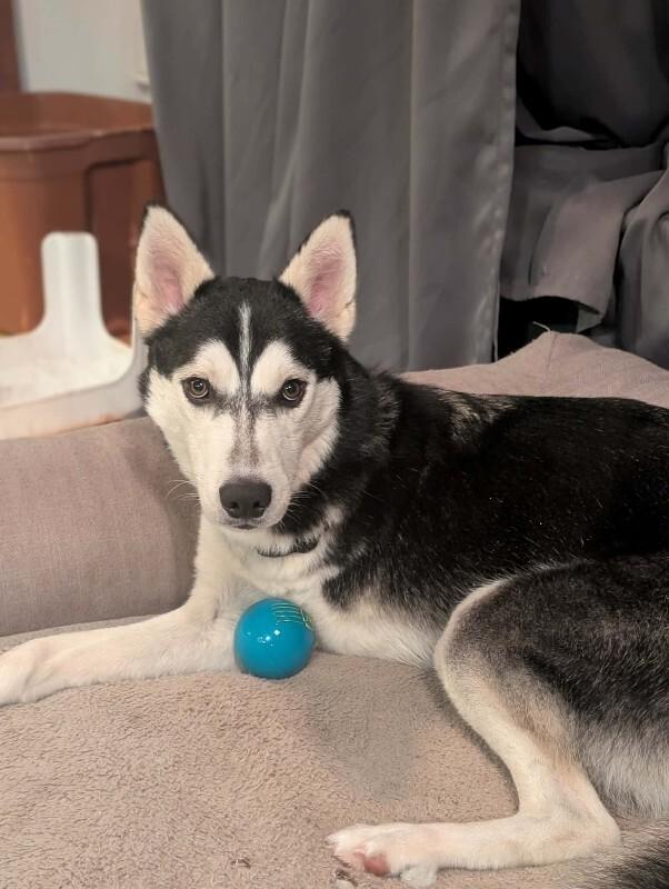 Merlin, a Adoptable Husky in Athens, ON image 6/6
