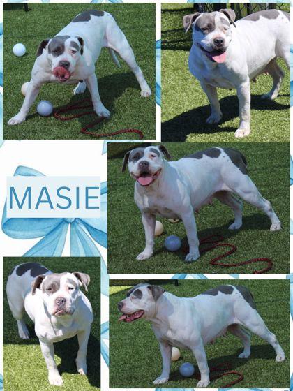 Enlarge MASIE, a Adoptable mixed breed in Kenansville, NC image 1/1