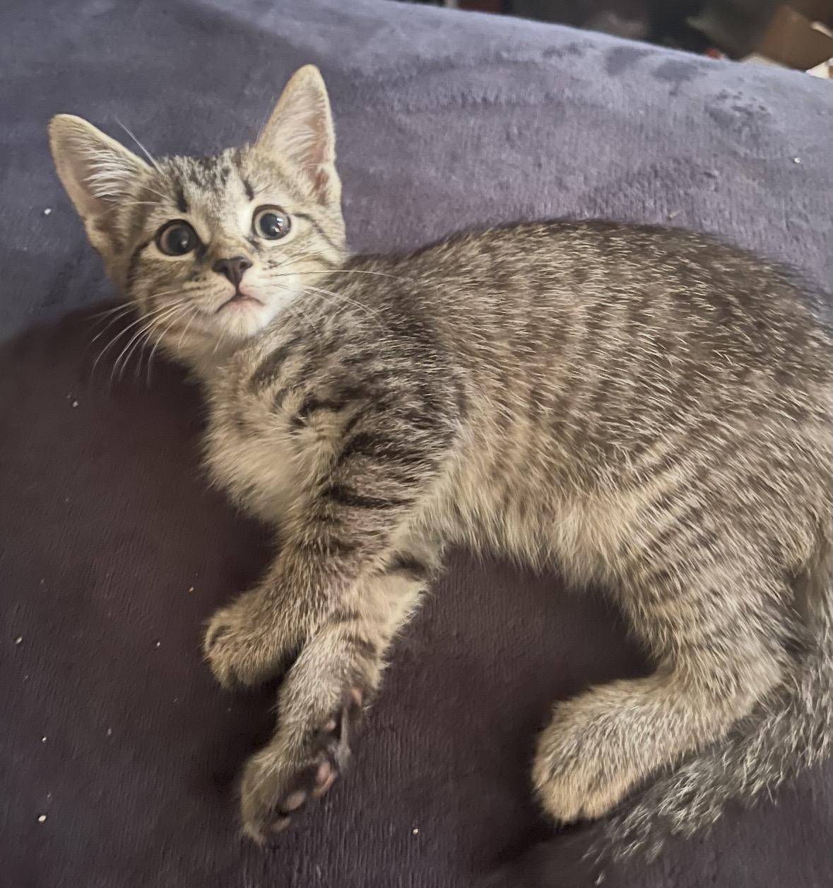 Enlarge Lucia, an adopted Domestic Short Hair in Staten island, NY image 6/6