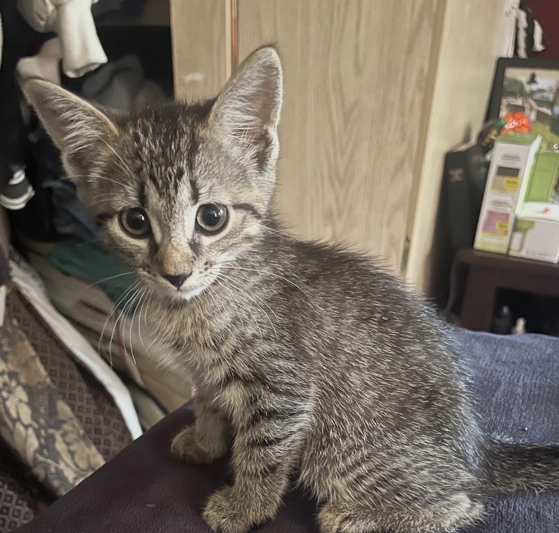 Lucia, adopted, Kitten Female Domestic Short Hair.