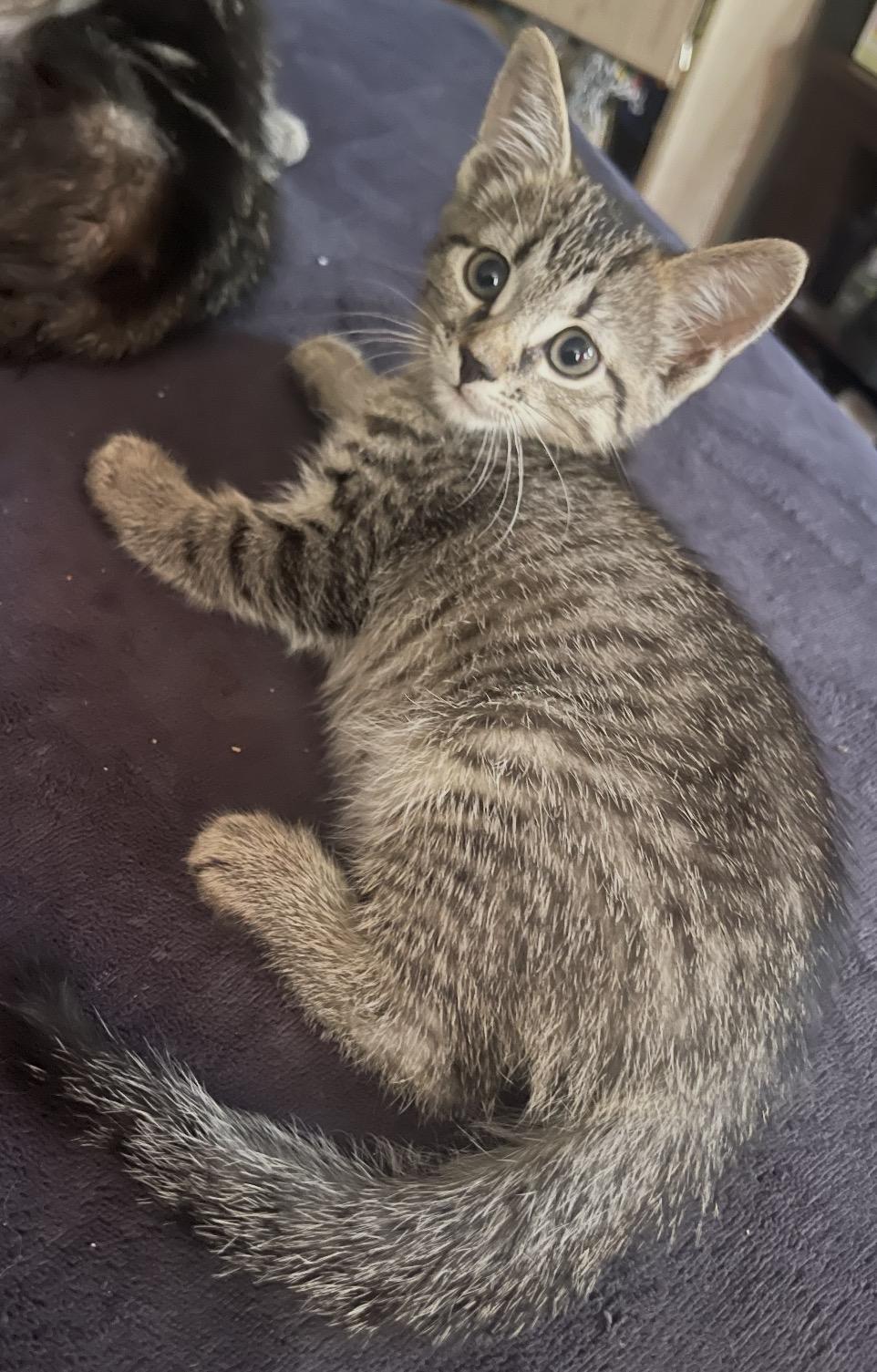 Enlarge Lucia, an adopted Domestic Short Hair in Staten island, NY image 2/6