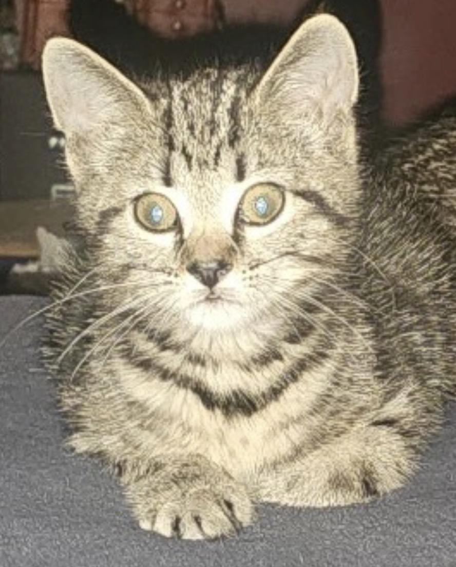 Enlarge Lucia, an adopted Domestic Short Hair in Staten island, NY image 5/6