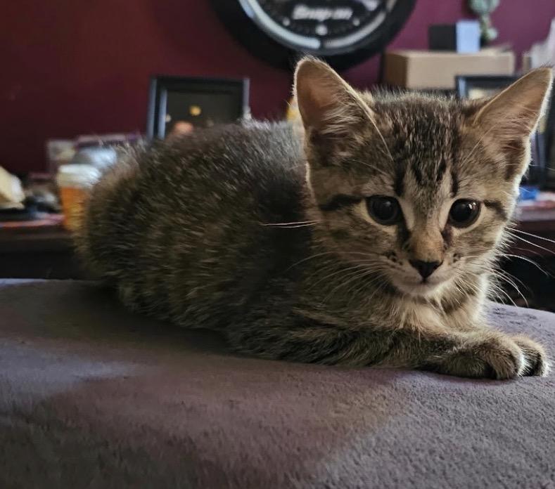 Enlarge Lucia, an adopted Domestic Short Hair in Staten island, NY image 3/6