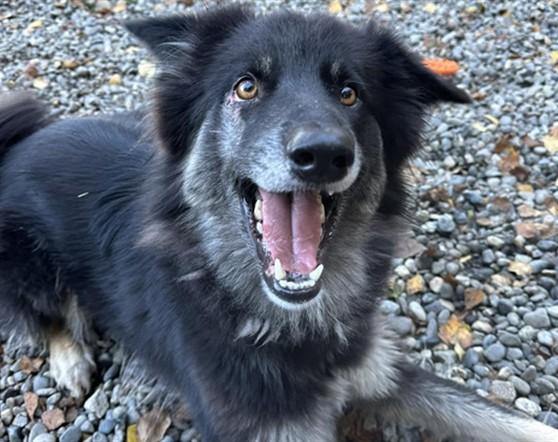 Enlarge SOPHIA, a Adoptable mixed breed in Anchorage, AK image 1/1