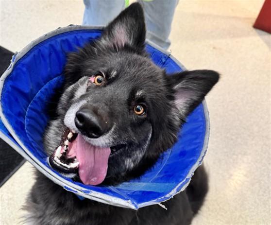 Enlarge SOPHIA, a Adoptable mixed breed in Anchorage, AK image 1/1