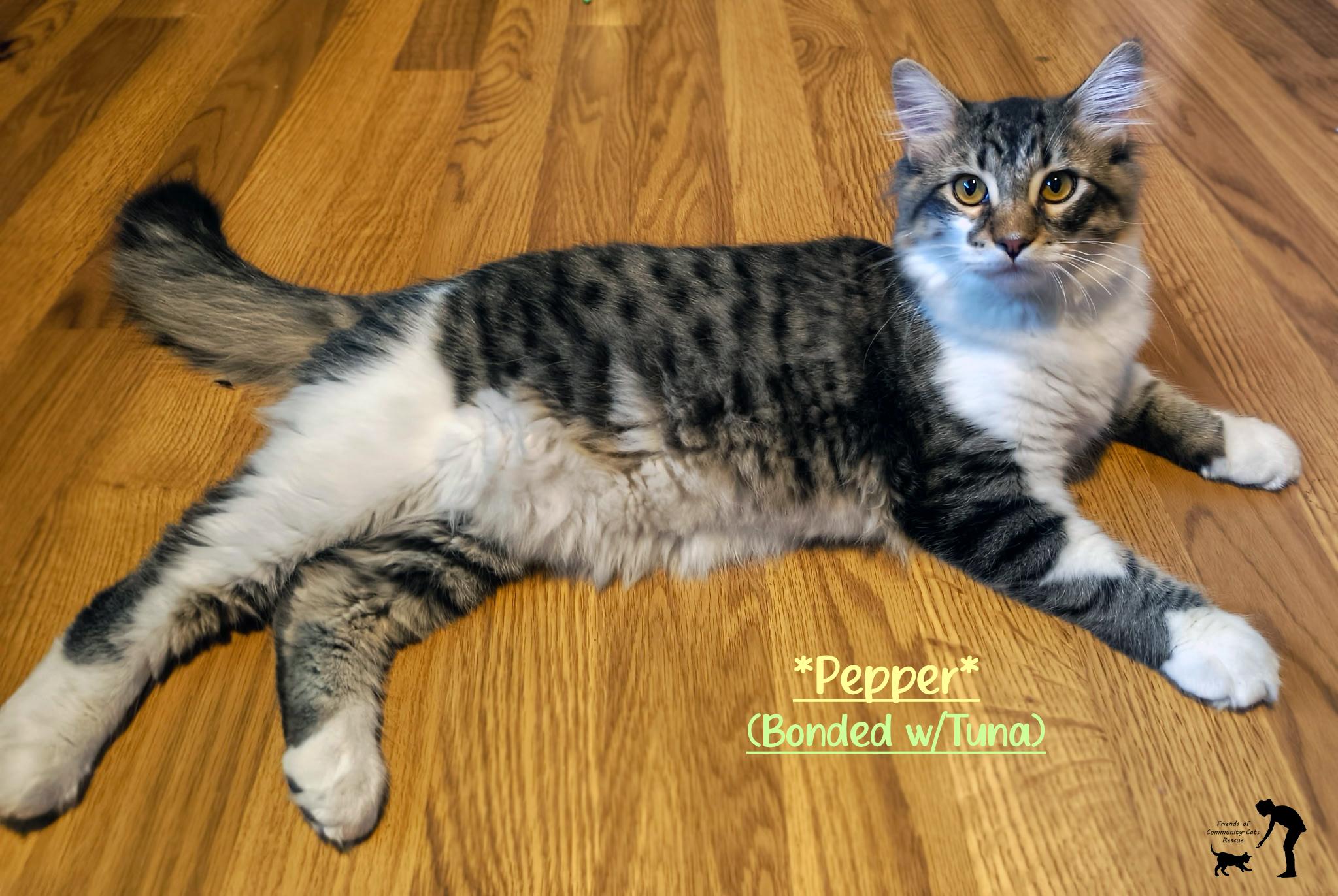 Enlarge Pepper (Bonded w/Tuna), an adopted Domestic Medium Hair in Centerville, UT image 1/2