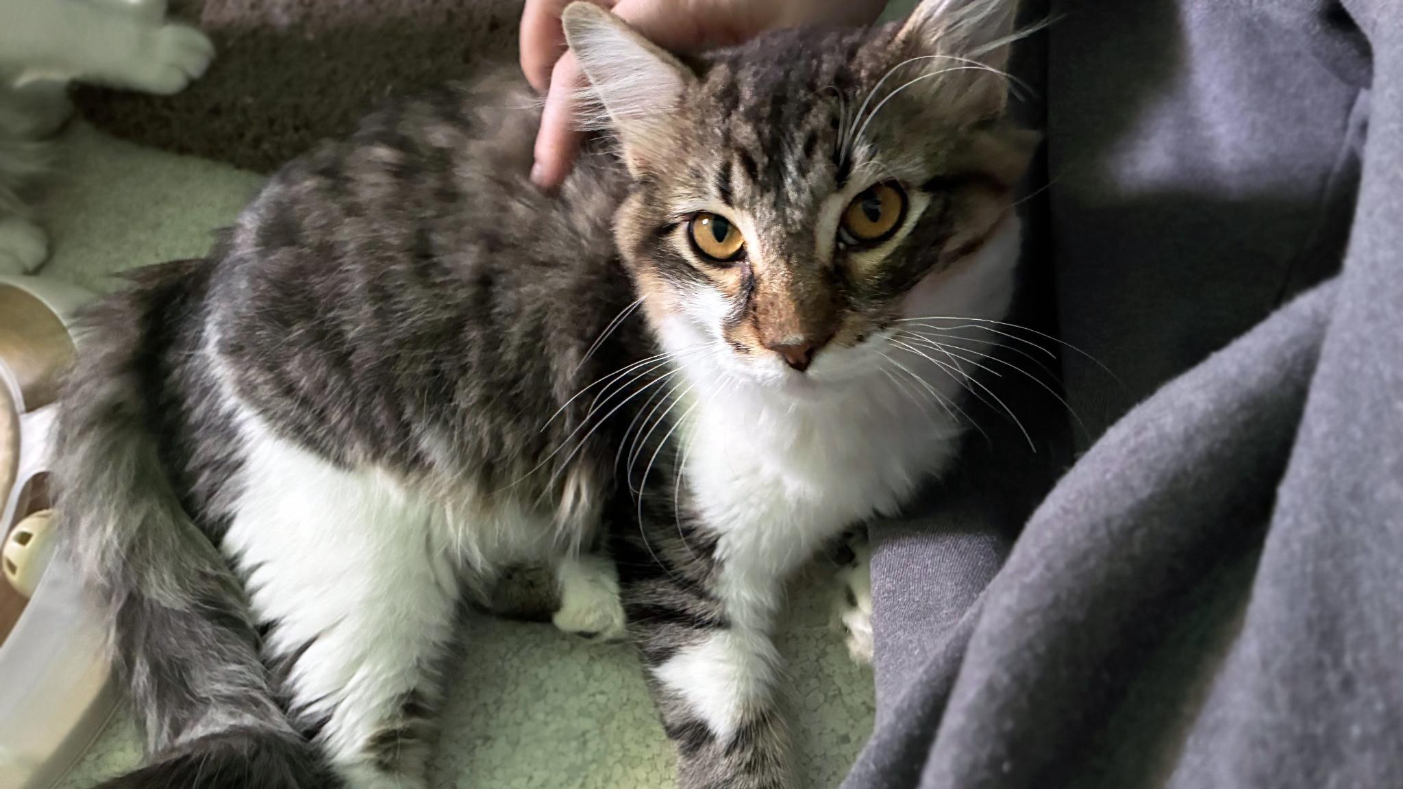 Enlarge Pepper (Bonded w/Tuna), an adopted Domestic Medium Hair in Centerville, UT image 2/2