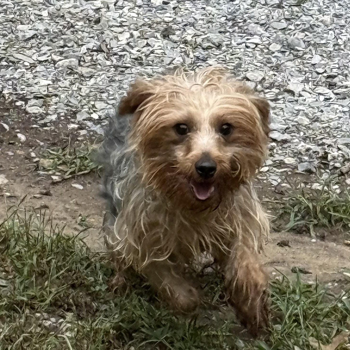 Enlarge JOSIE, a Adoptable Yorkie Poo in Chicopee, MA image 4/4