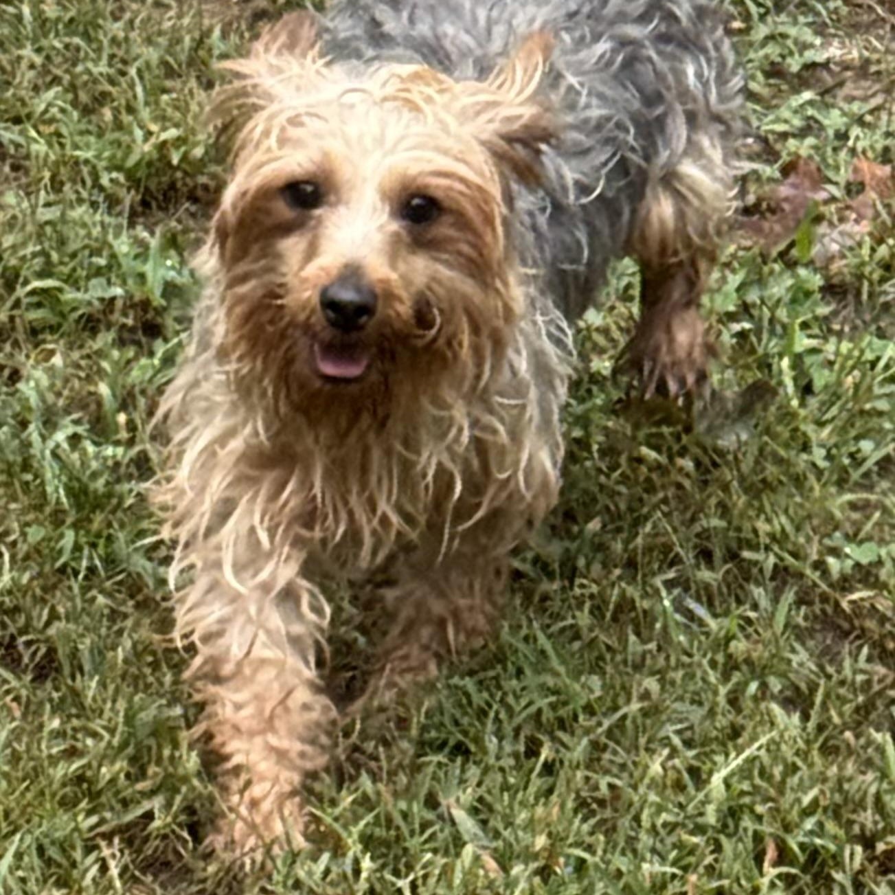 Enlarge JOSIE, a Adoptable Yorkie Poo in Chicopee, MA image 3/4