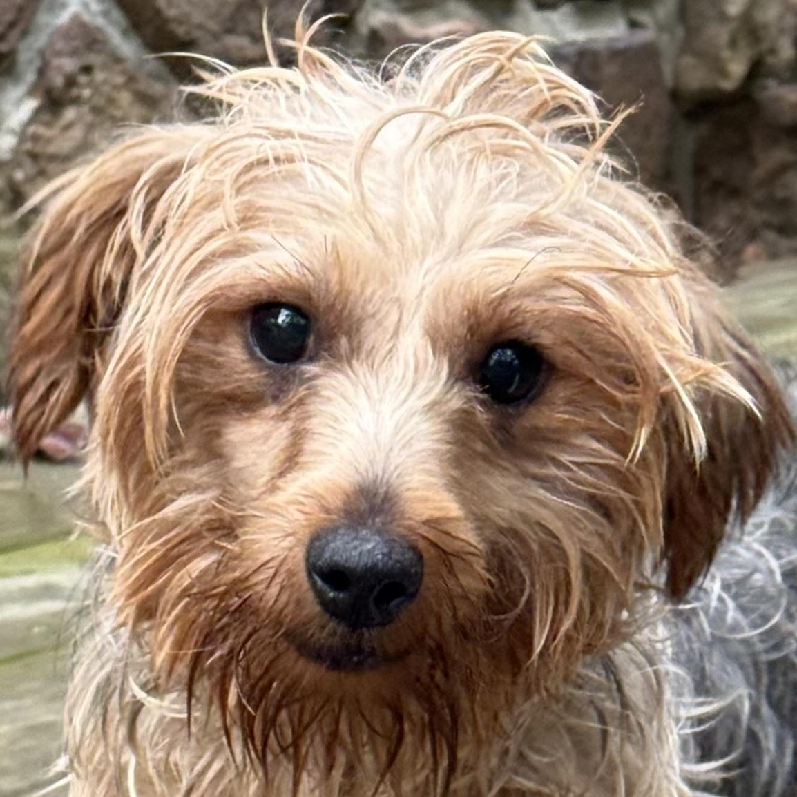 Enlarge JOSIE, a Adoptable Yorkie Poo in Chicopee, MA image 1/4
