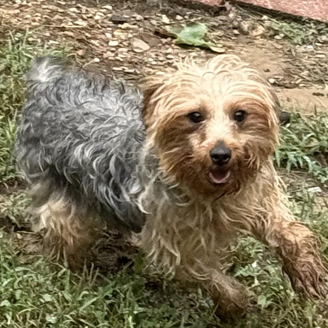 Enlarge JOSIE, a Adoptable Yorkie Poo in Chicopee, MA image 2/4