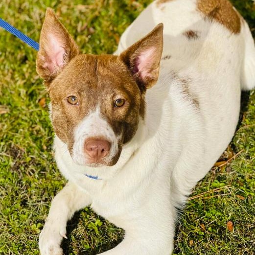 Enlarge Stone, a ADOPTABLE mixed breed in Naperville, IL image 3/4