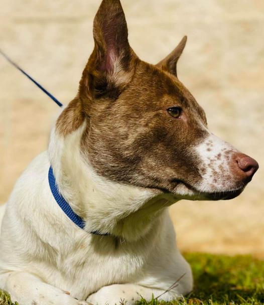 Enlarge Stone, a ADOPTABLE mixed breed in Naperville, IL image 2/4