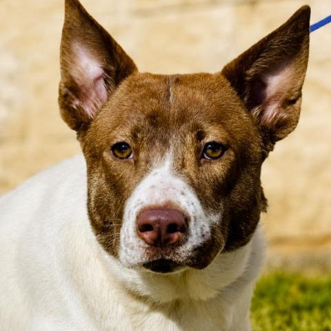Stone, ADOPTABLE, Adult Female Cattle Dog & Retriever.