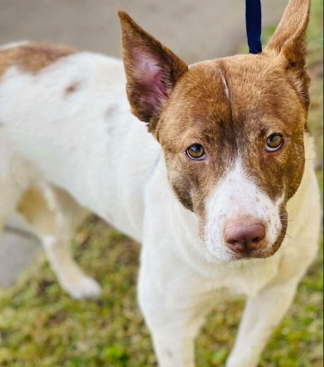 Enlarge Stone, a ADOPTABLE mixed breed in Naperville, IL image 4/4