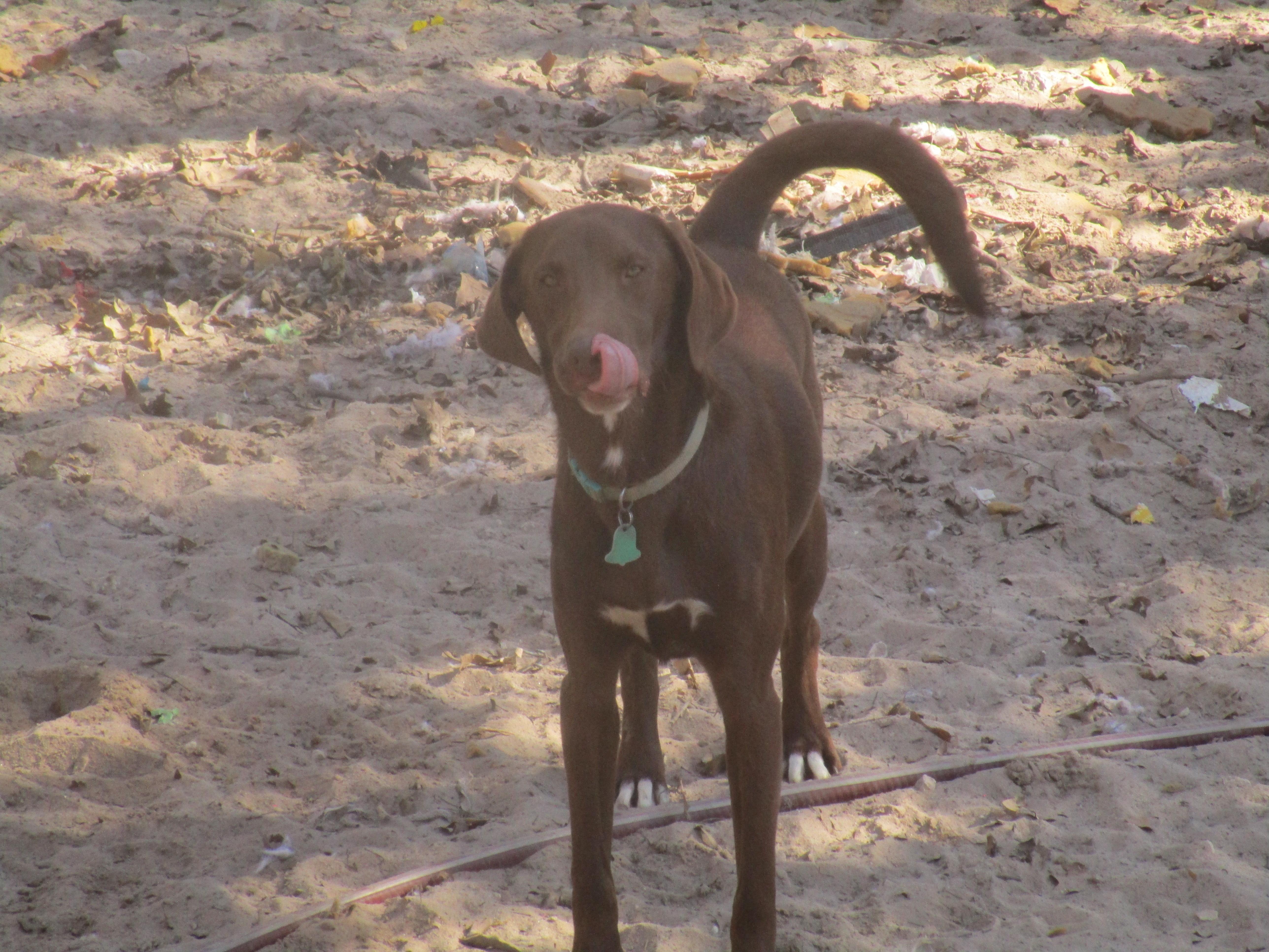 Enlarge leroy, a Adoptable mixed breed in Floresville, TX image 1/1