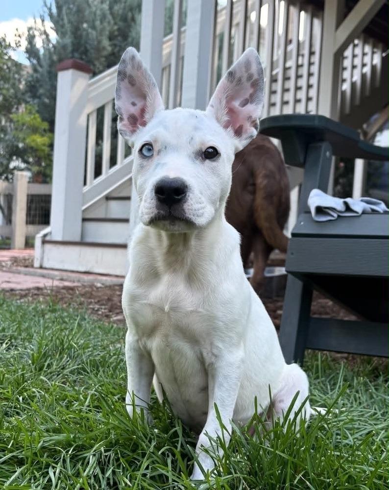 Coop, Adoptable, Puppy Male Terrier & Shepherd.
