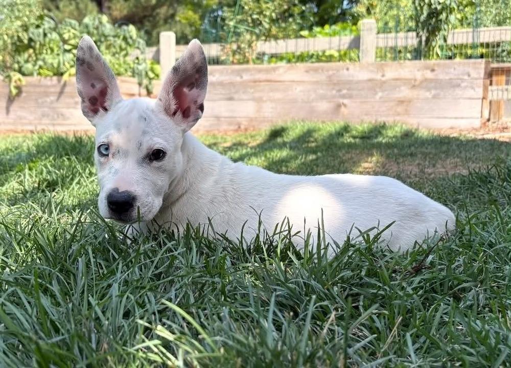 Enlarge Coop, a Adoptable mixed breed in Boulder, CO image 2/5