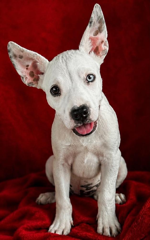 Enlarge Coop, a Adoptable mixed breed in Boulder, CO image 3/5