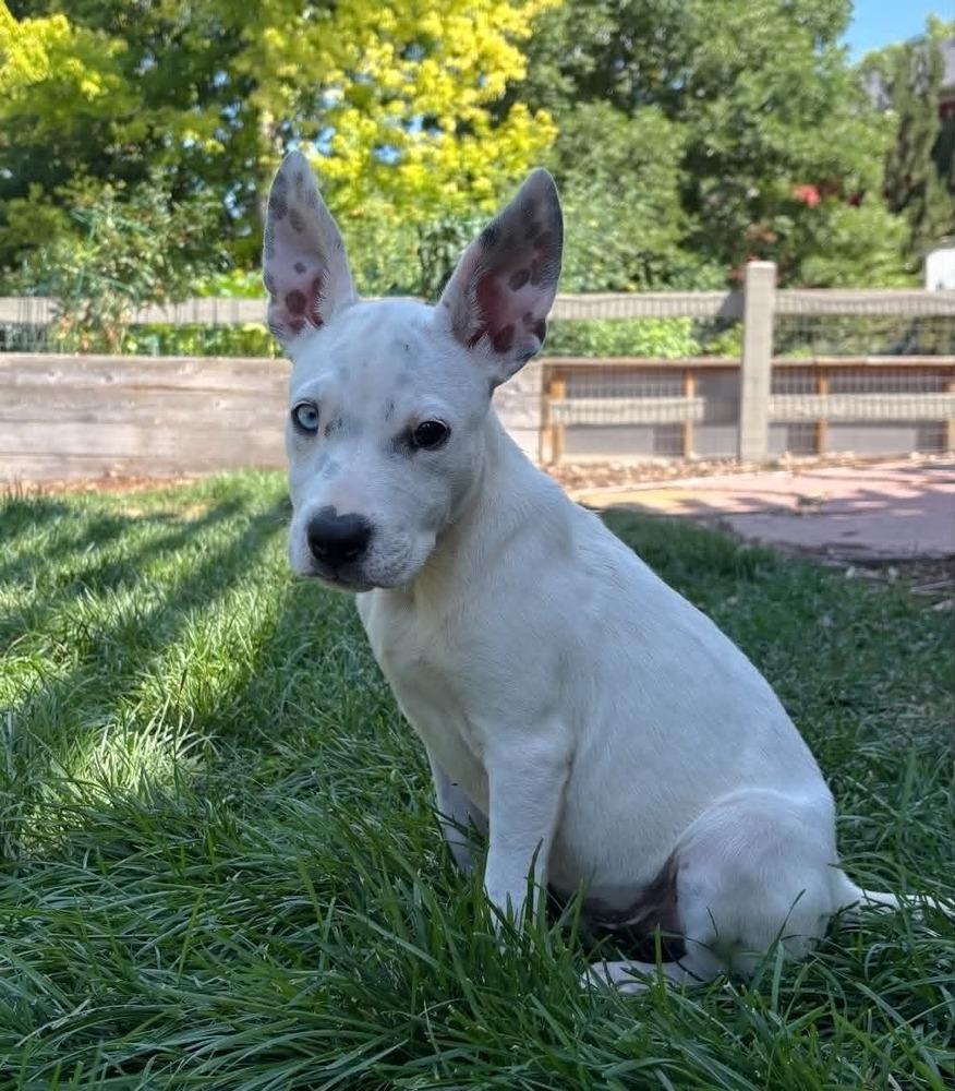 Enlarge Coop, a Adoptable mixed breed in Boulder, CO image 5/5