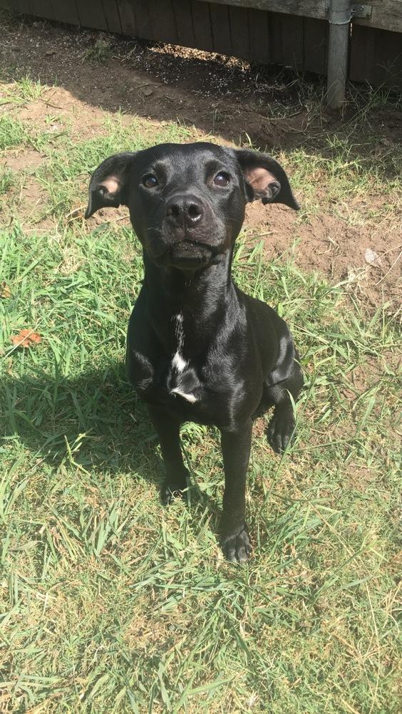 Winona, Adopted, Adult Female Pit Bull Terrier.