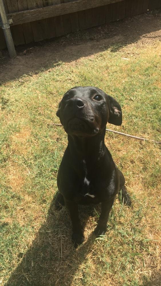 Enlarge Winona, a Adopted mixed breed in Oklahoma City, OK image 2/3