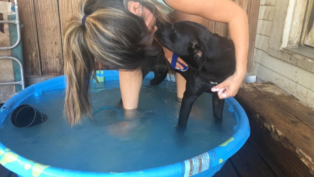 Enlarge Winona, a Adopted mixed breed in Oklahoma City, OK image 3/3