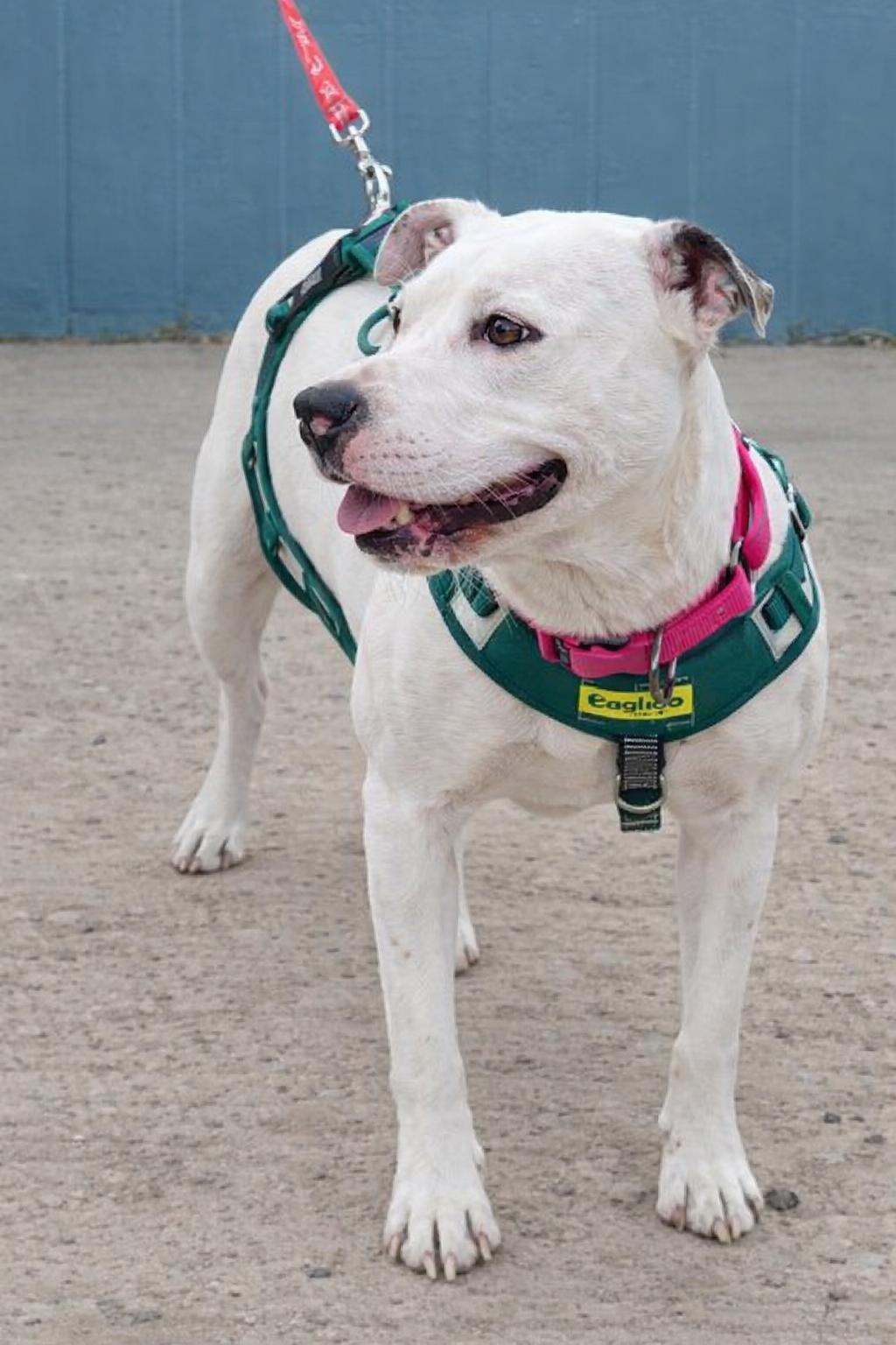 Enlarge Molly , a ADOPTABLE American Staffordshire Terrier in Pinedale, WY image 2/3