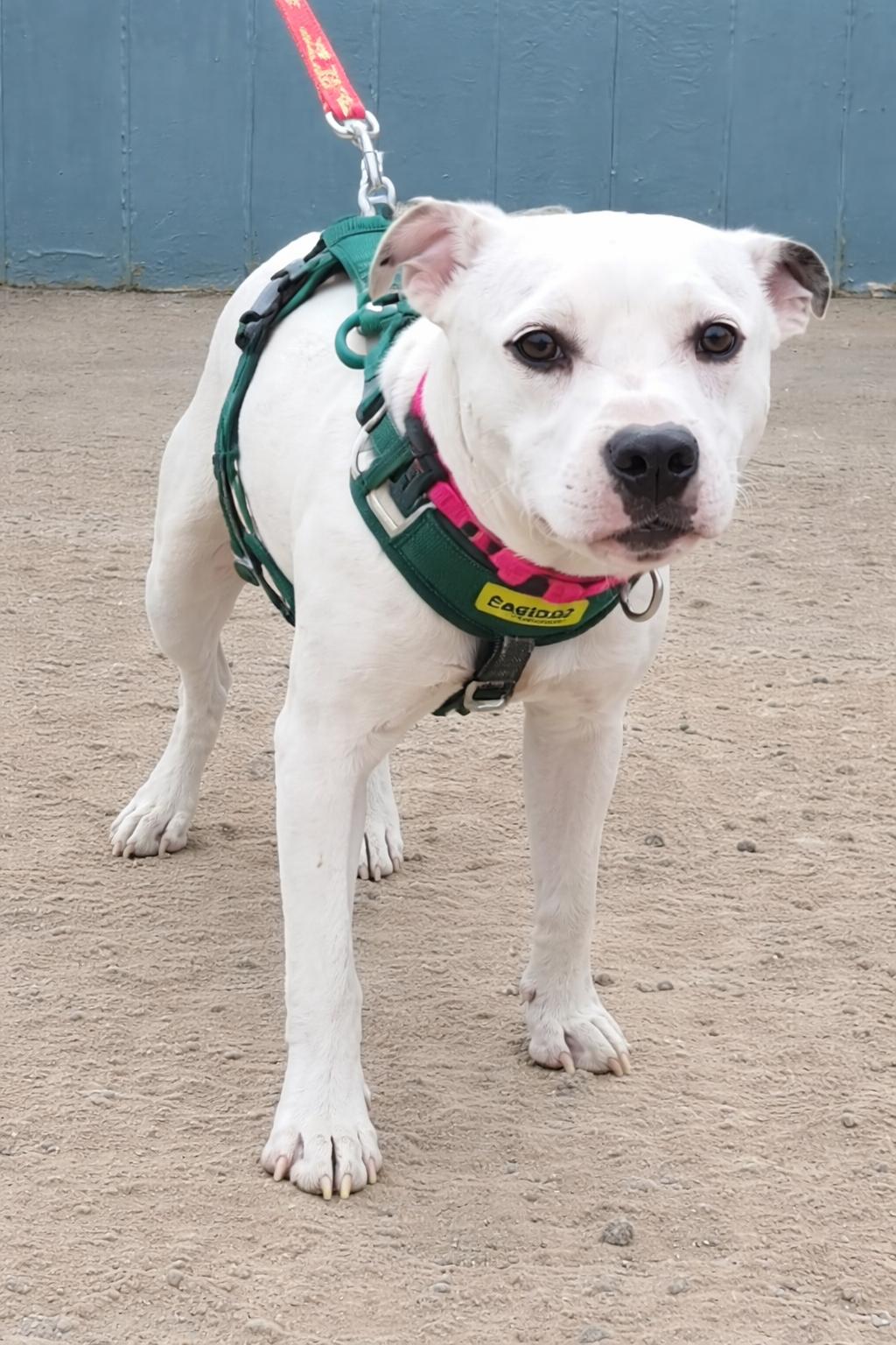 Enlarge Molly , a ADOPTABLE American Staffordshire Terrier in Pinedale, WY image 3/3
