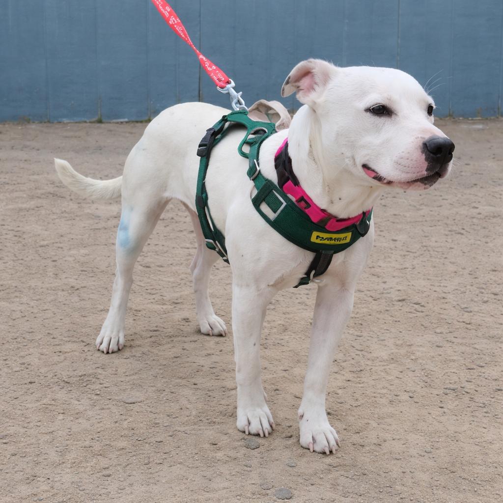 Molly , ADOPTABLE, Puppy Female American Staffordshire Terrier.