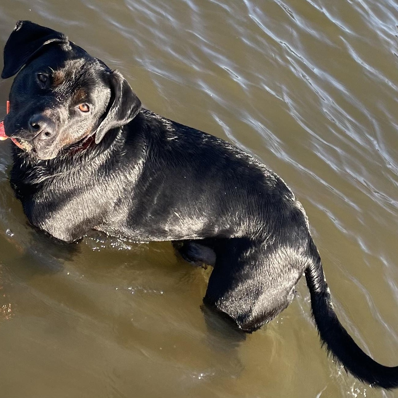 Rudder - urgent, adopted, Adult Male Labrador Retriever.