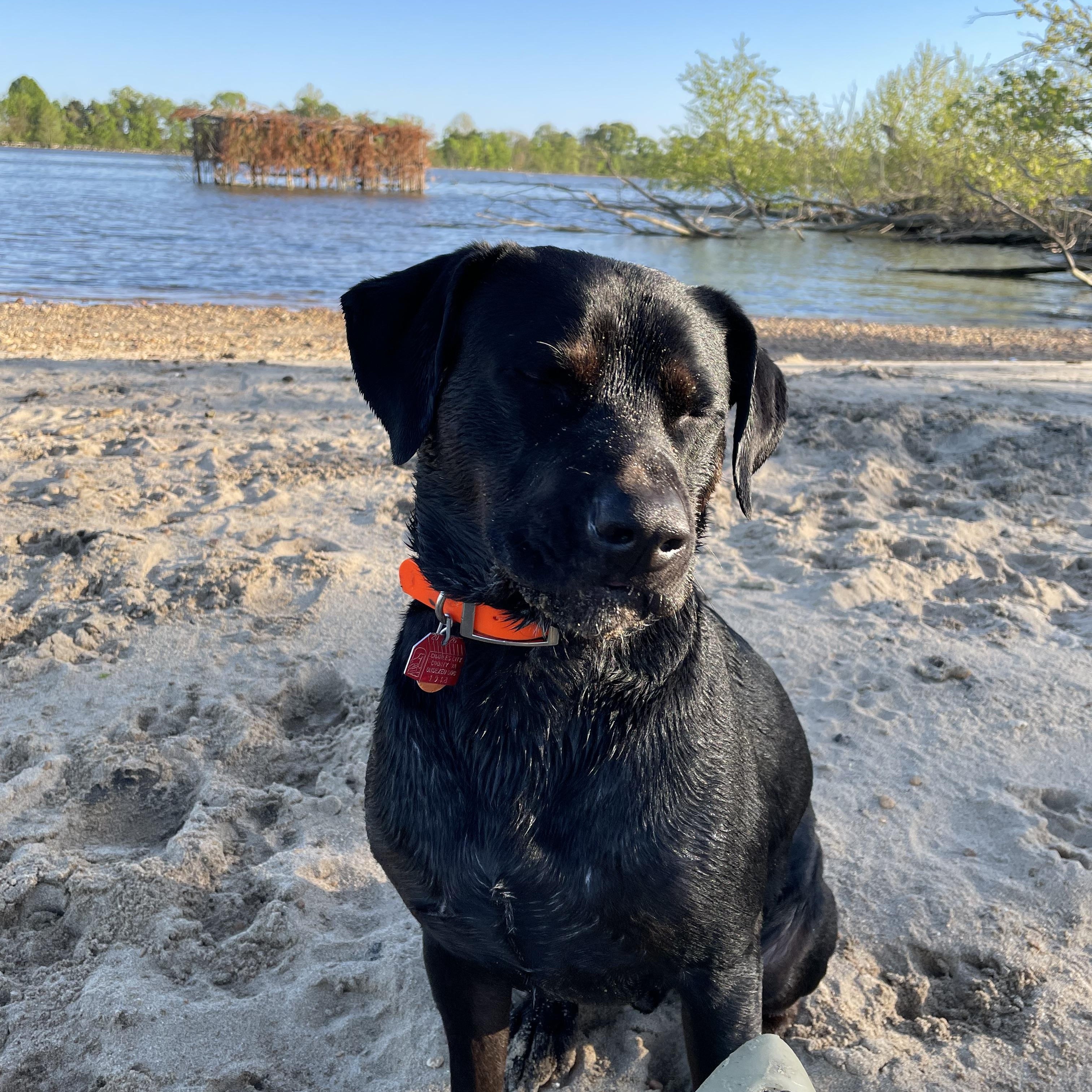 Rudder - urgent, an adopted mixed breed in Charles City, VA image 3/3