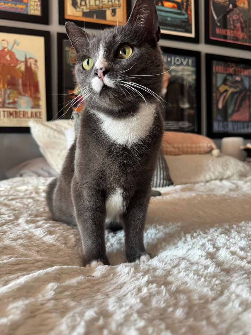 Enlarge Mochi, a Adoptable Domestic Short Hair in Nashville, TN image 1/3