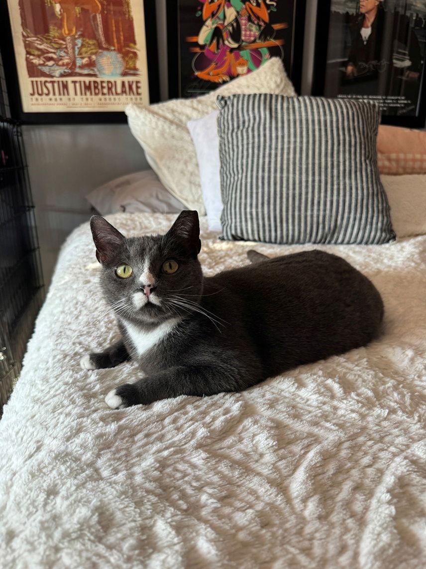 Enlarge Mochi, a Adoptable Domestic Short Hair in Nashville, TN image 2/3