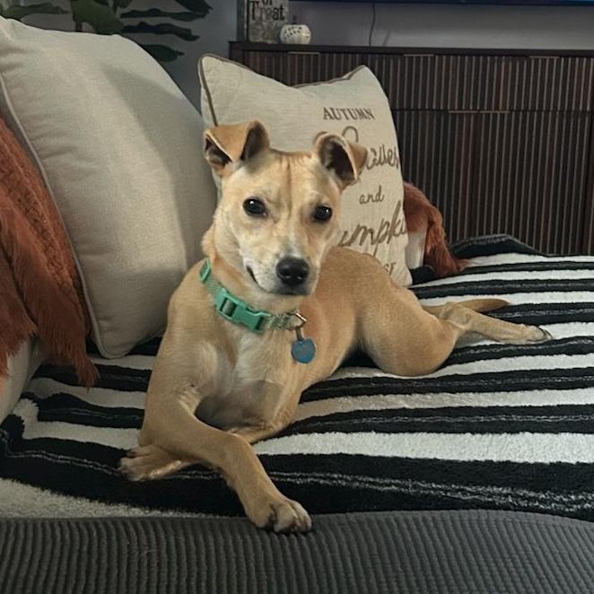 Enlarge Salsa, a Adoptable mixed breed in Ocala, FL image 1/6