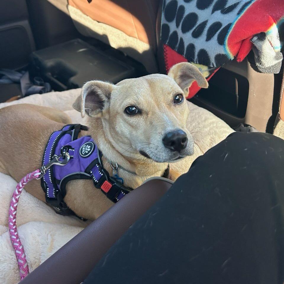 Enlarge Salsa, a Adoptable mixed breed in Ocala, FL image 6/6