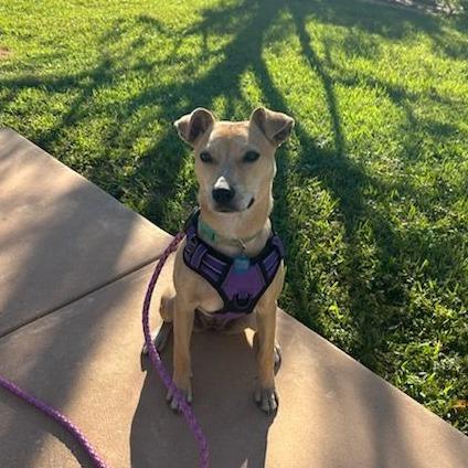 Enlarge Salsa, a Adoptable mixed breed in Ocala, FL image 5/6