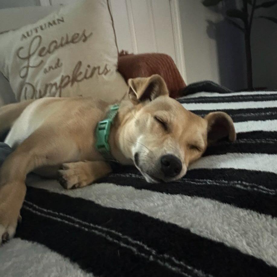 Enlarge Salsa, a Adoptable mixed breed in Ocala, FL image 2/6