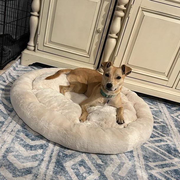 Enlarge Salsa, a Adoptable mixed breed in Ocala, FL image 4/6