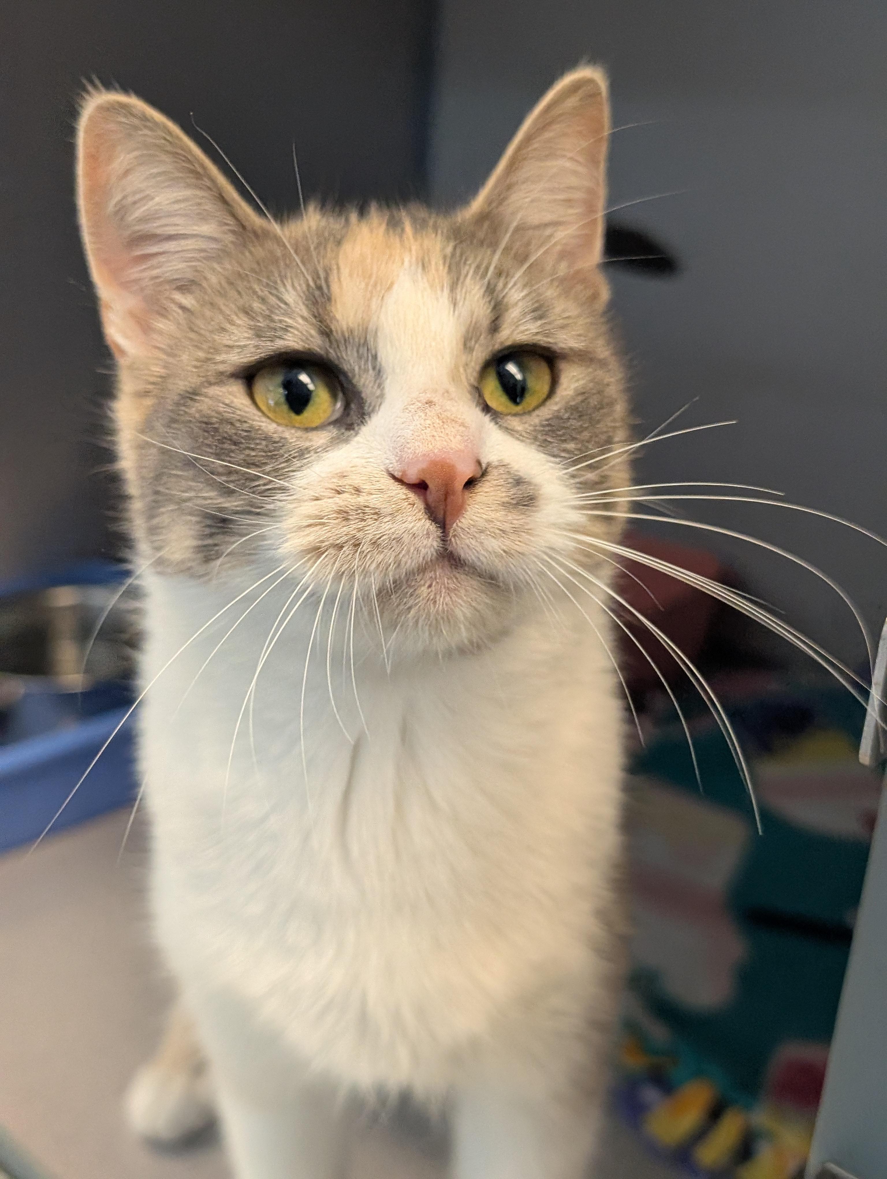 Cider, a Adoptable Domestic Short Hair in Cedar Rapids, IA image 1/2