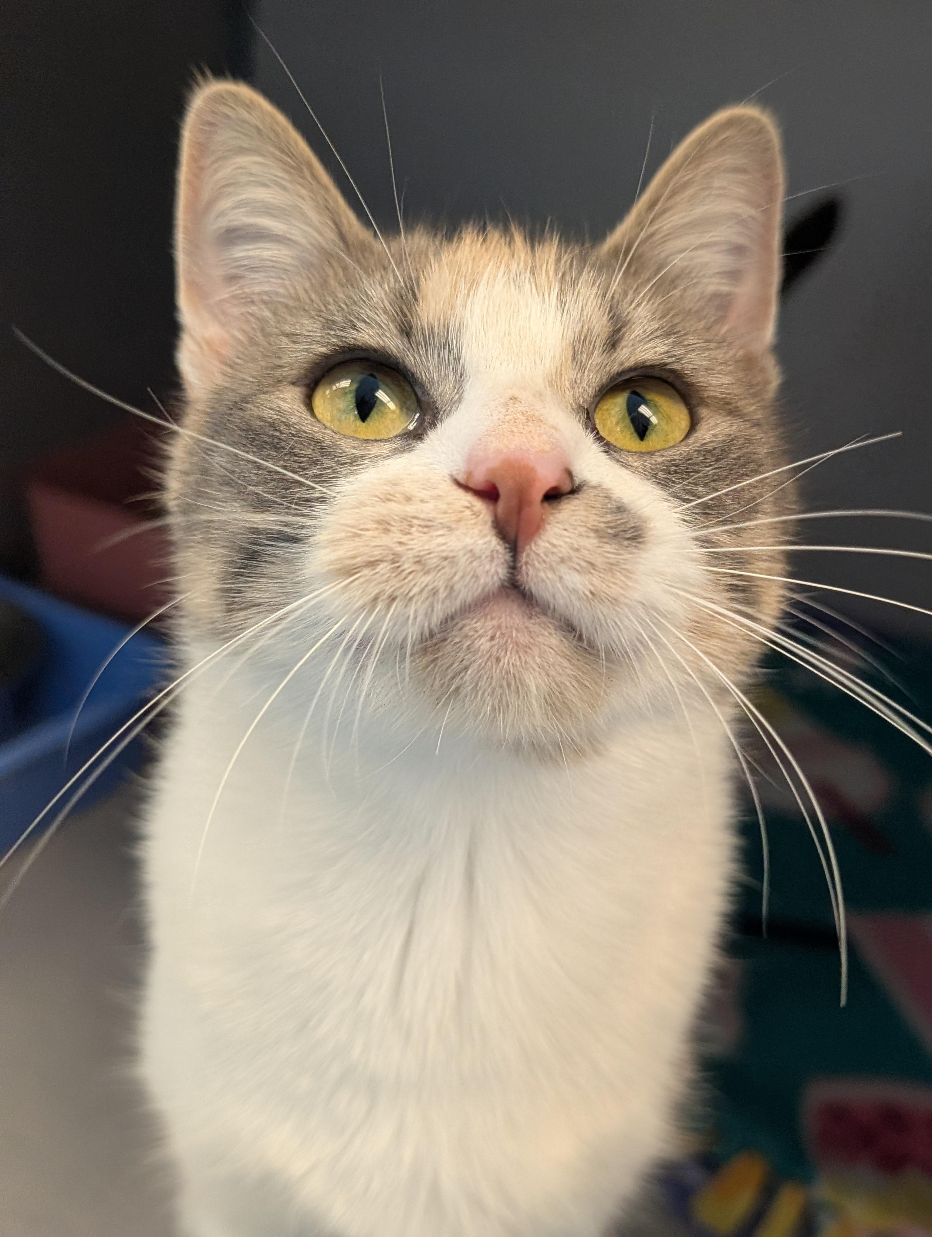 Cider, a Adoptable Domestic Short Hair in Cedar Rapids, IA image 2/2