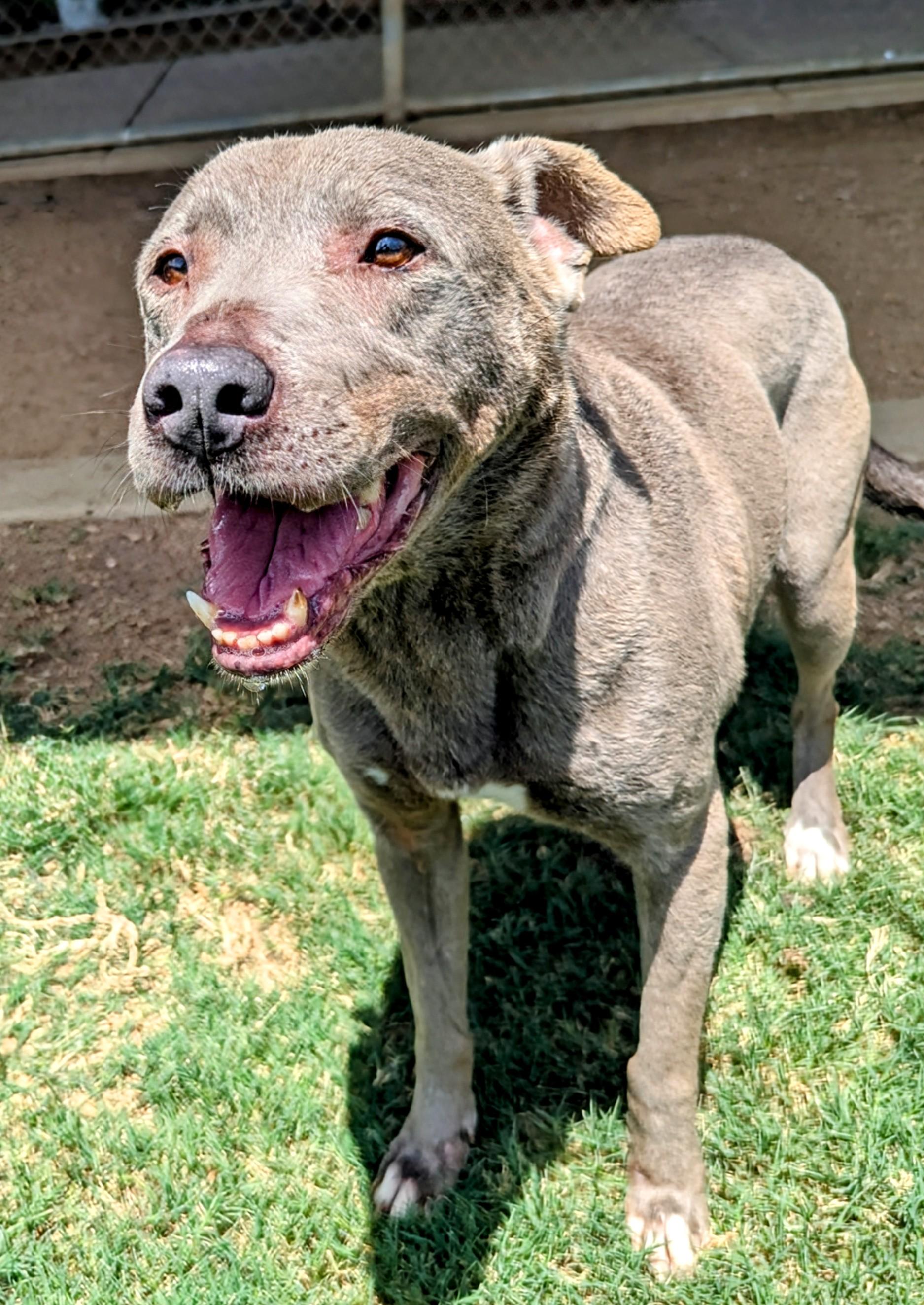 Lola* A203882