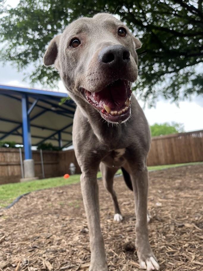 Lola* A203882
