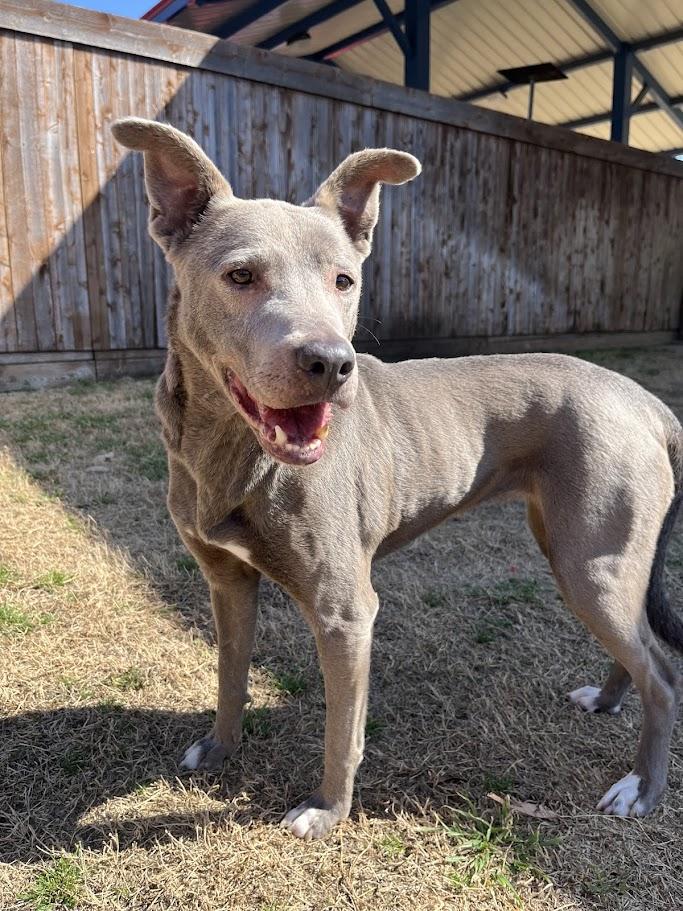 Lola* A203882
