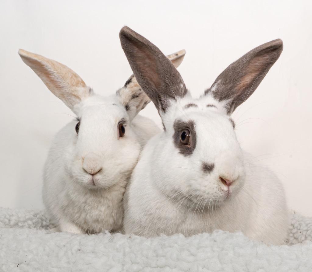 Enlarge Sweetberry / Moonberry, a Adoptable Bunny Rabbit in San Francisco, CA image 1/6