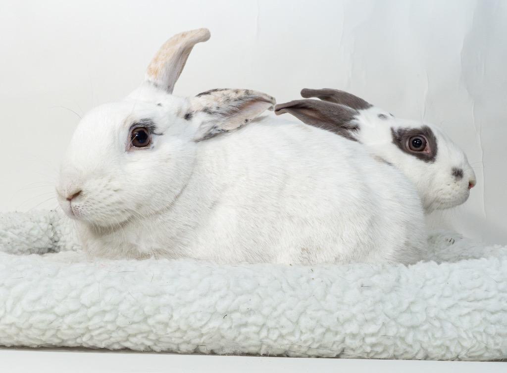 Enlarge Sweetberry / Moonberry, a Adoptable Bunny Rabbit in San Francisco, CA image 2/6