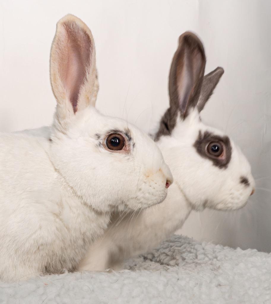 Enlarge Sweetberry / Moonberry, a Adoptable Bunny Rabbit in San Francisco, CA image 3/6
