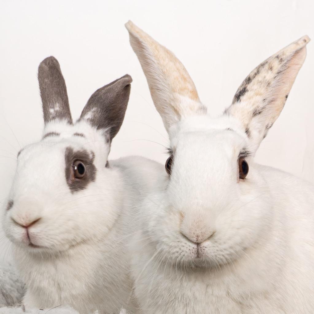 Enlarge Sweetberry / Moonberry, a Adoptable Bunny Rabbit in San Francisco, CA image 4/6