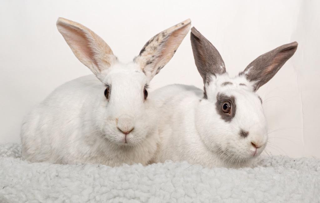 Enlarge Sweetberry / Moonberry, a Adoptable Bunny Rabbit in San Francisco, CA image 5/6